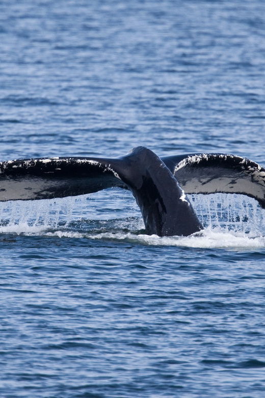 juneau-whale-watching-and-wildlife-cruise-with-local-guide