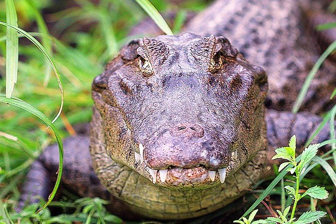 jungle-crocodile-safari-jaco-beach-from-san-jose