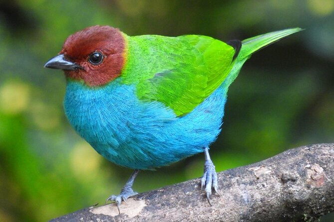 jungle-tour-bird-watching-and-local-fauna-from-guatape