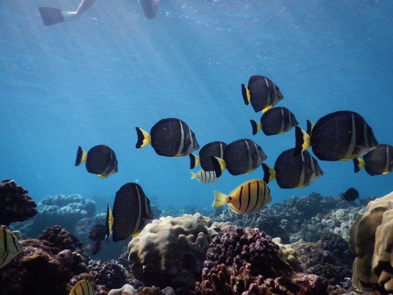 kaanapali-beach-express-snorkel-trip