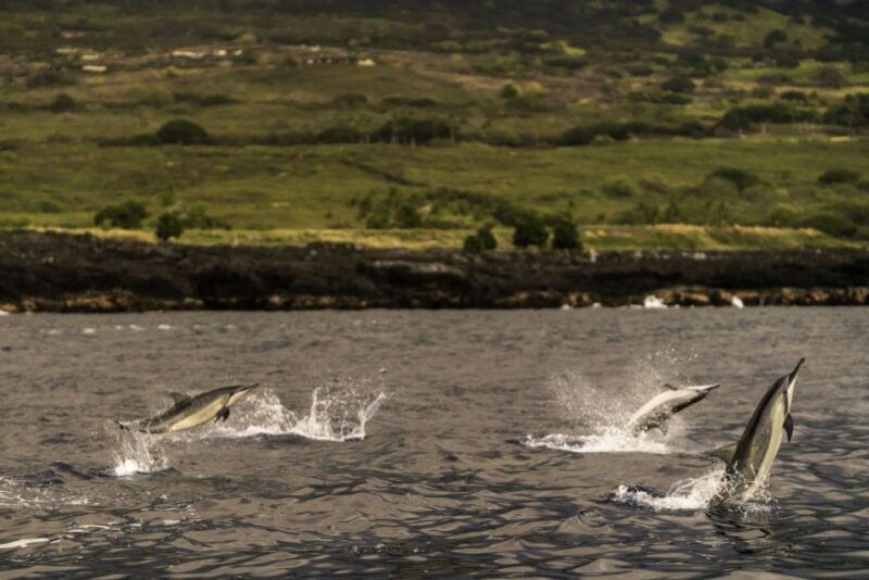 kailua-kona-big-island-morning-snorkeling-tour-with-lunch