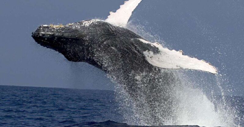 kailua-kona-humpback-whale-watching-adventure-cruise
