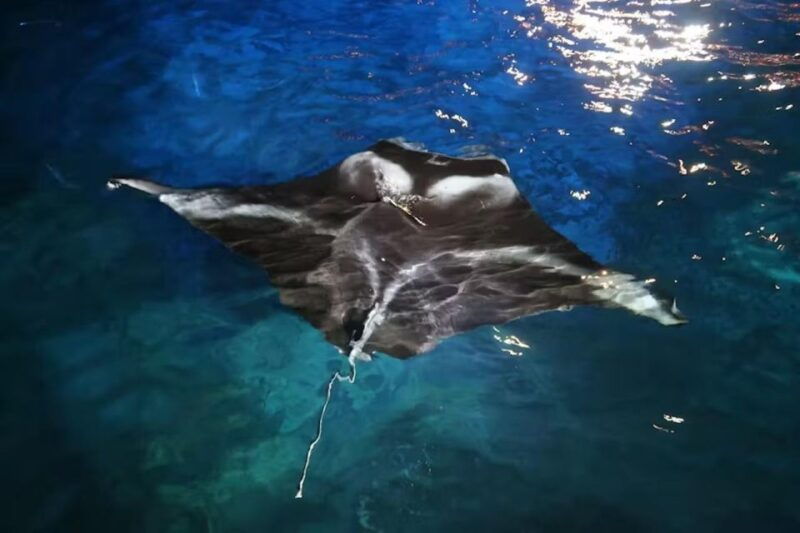 kailua-kona-manta-ray-spotting-night-snorkeling-tour