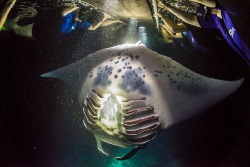 kailua-kona-manta-ray-watching-nighttime-boat-trip