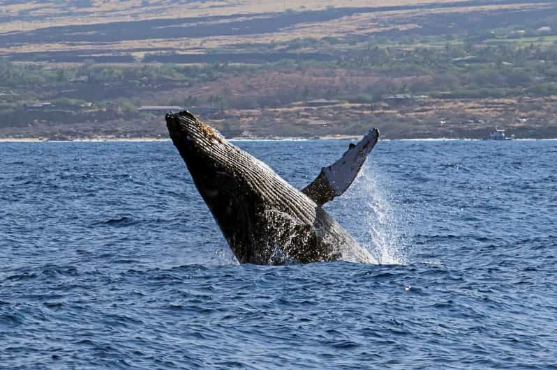 kailua-kona-pacific-humpback-whale-watch-excursion
