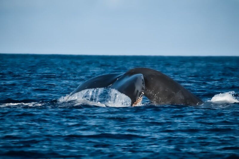 kalaoa-big-island-kona-midday-whale-watching-tour