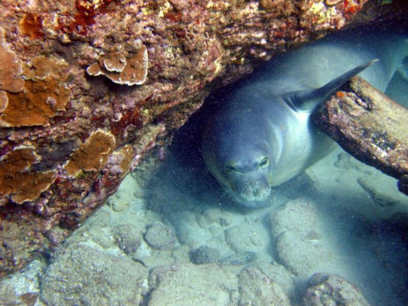 kayak-and-snorkel-west-maui-at-olowalu