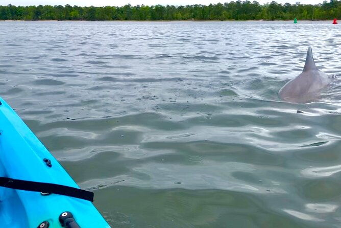 kayak-dolphin-experience-in-virginia-beach-must-know-how-to-swim