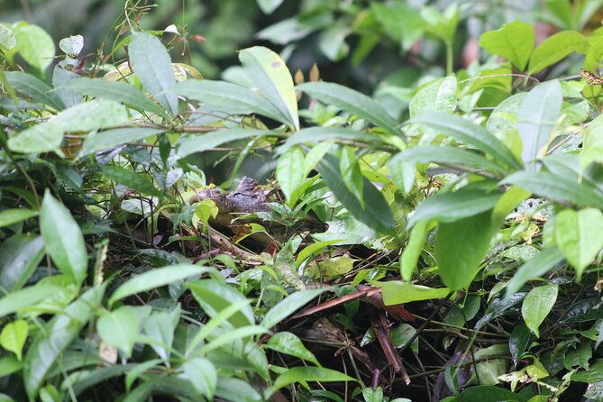 kayak-tour-in-tortuguero-canals-with-tourist-guide