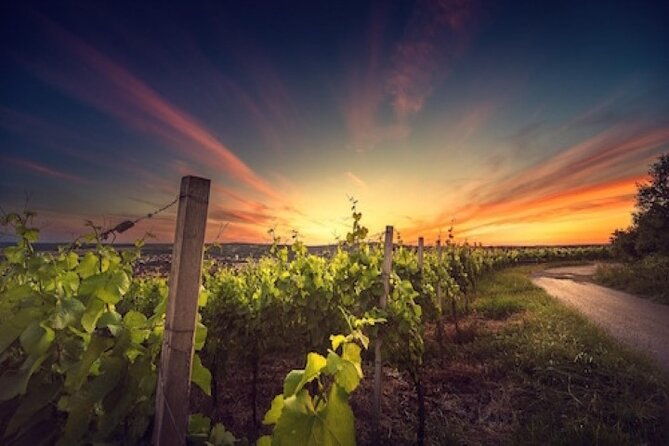 kefalonia-private-wine-tour