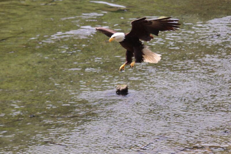ketchikan-alaska-native-cultural-and-scenic-shore-excursion