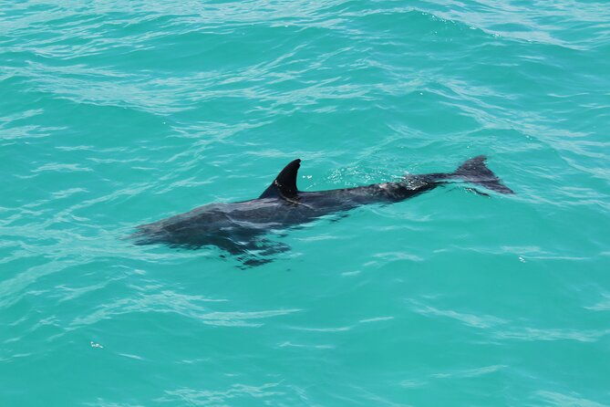 key-west-tours-from-miami-dolphin-discovery-snorkeling-more