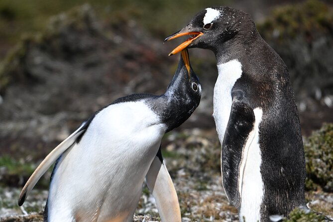 king-penguin-safari4x4-adventure-to-volunteer-point-falkland