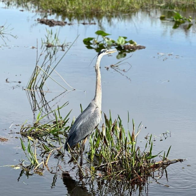kissimmee-everglades-alligator-and-wildlife-airboat-tour
