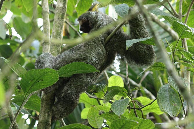 la-fortuna-breath-taking-sloth-tour-tortilla-experience