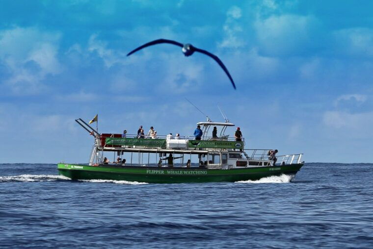 la-palma-3-hour-dolphin-and-whale-watching-experience