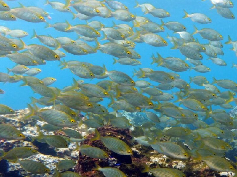 la-palma-atlantic-snorkeling-tour-with-full-gear-rental