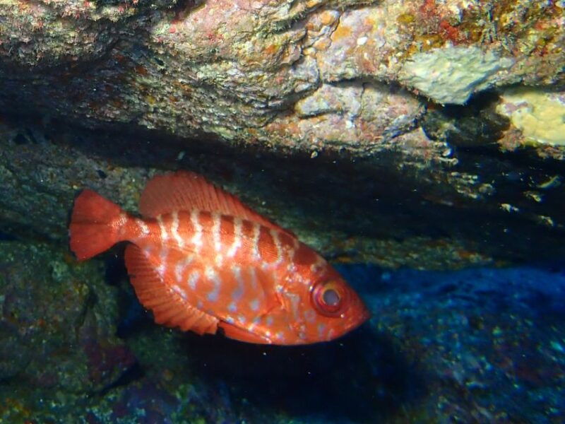 la-palma-snorkeling-tour-in-los-cancajos