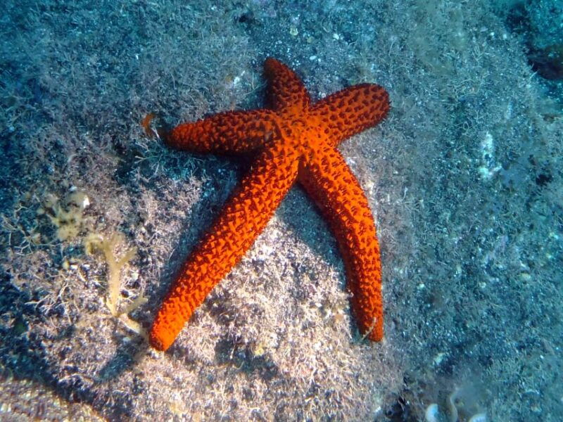 la-palma-ssi-try-scuba-program
