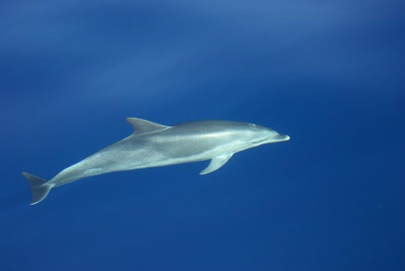 la-palma-wildlife-viewing-and-cumbre-vieja-boat-tour