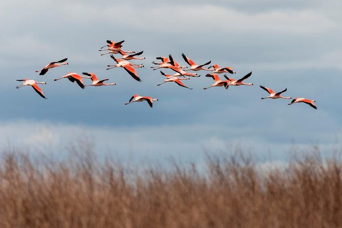 laguna-del-toro-and-flamingo-watching-4wd