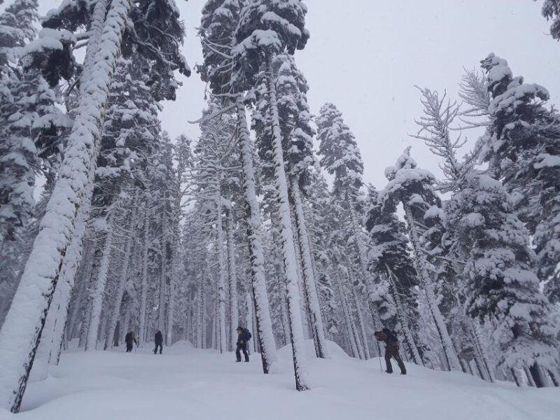 lake-tahoe-snowshoeing-guided-tour