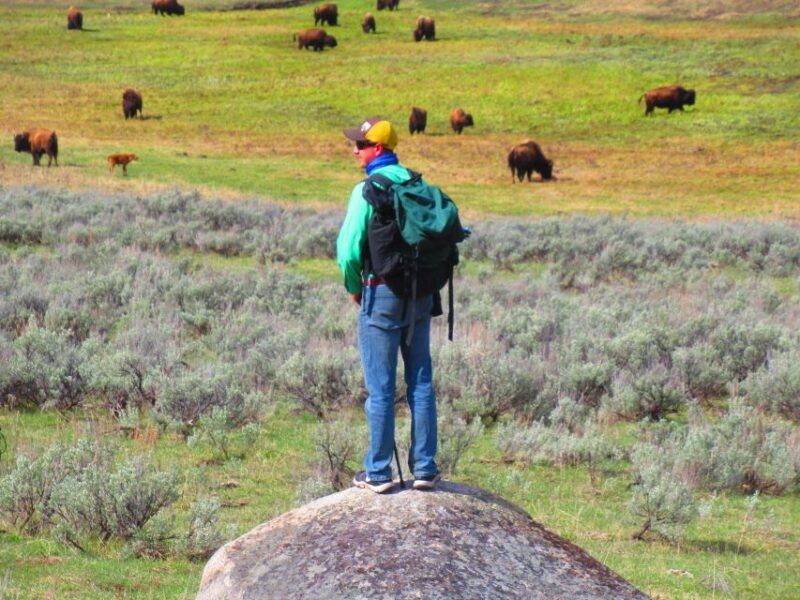 lamar-valley-safari-hiking-tour-with-lunch
