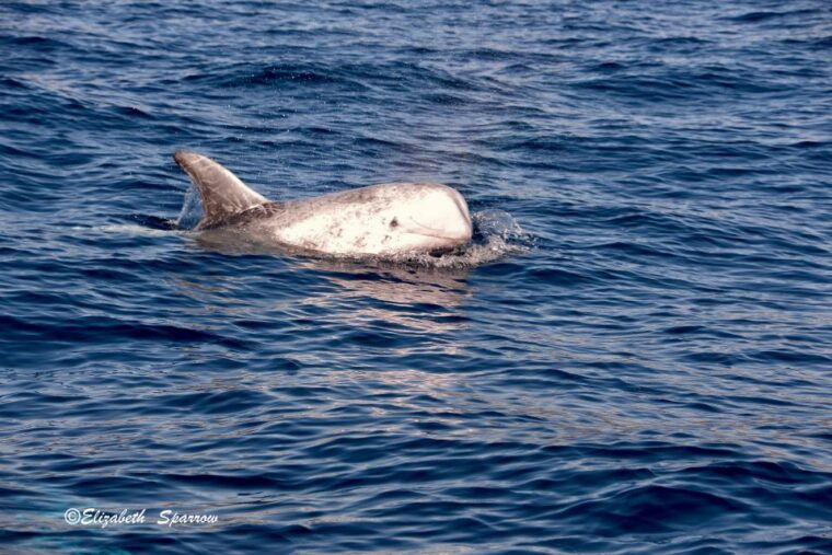 lanzarote-sea-safari-experience