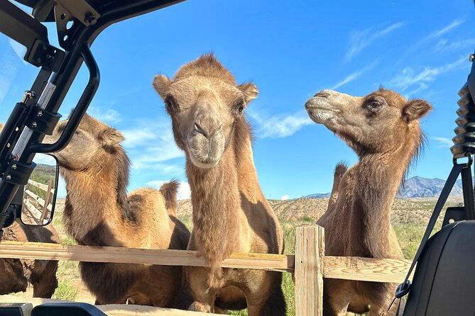 las-vegas-guided-utv-safari-and-zoo-tour