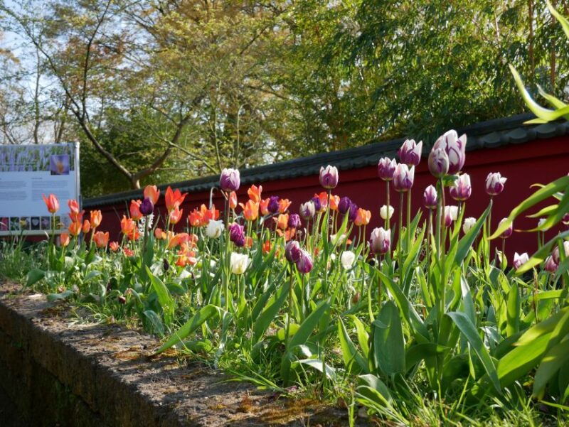 leiden-hortus-botanicus-entry-ticket