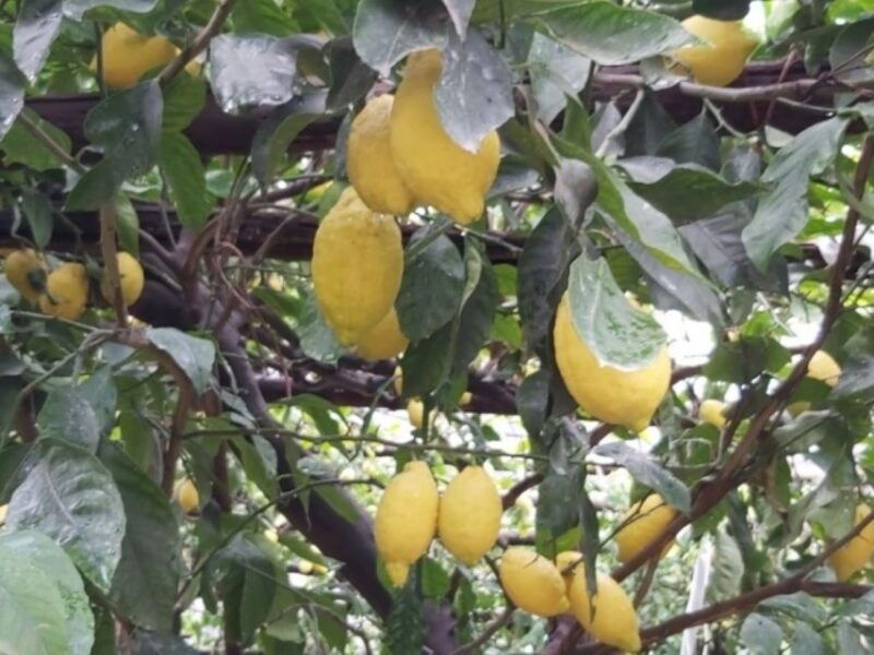lemon-experience-with-limoncello-demonstration