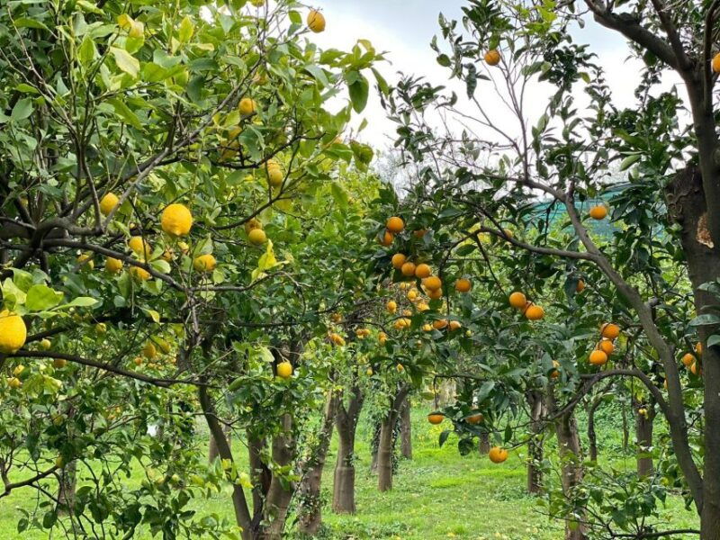 lemon-tour-with-lunch-dinner