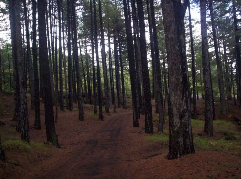 linguaglossa-north-etna-guided-forest-walking-tour