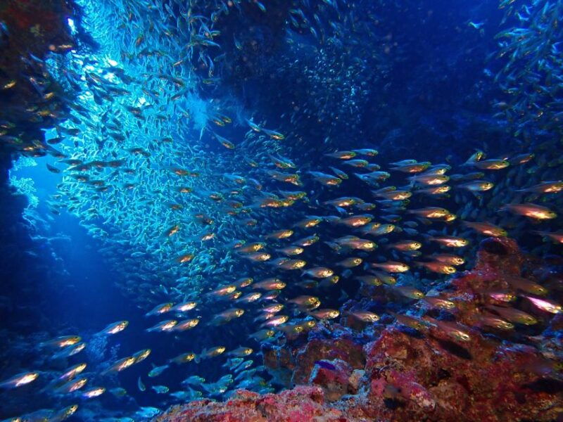 lisbon-try-dive-in-arrabida-marine-reserve-setubal-sesimbra