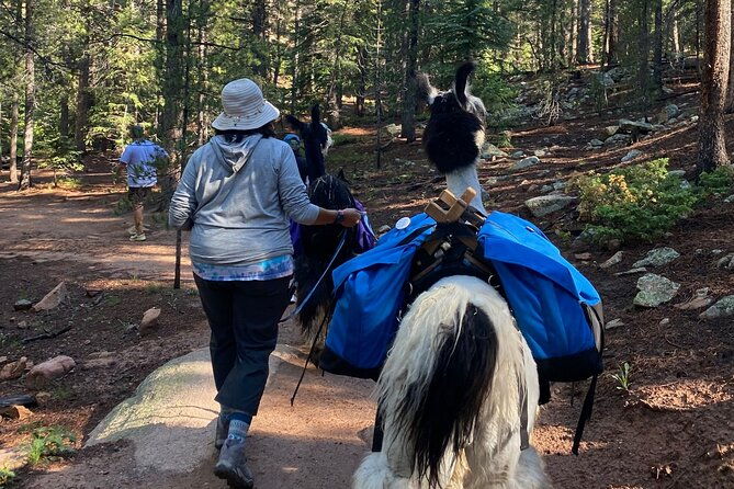 llama-to-lunch-in-the-rocky-mountains