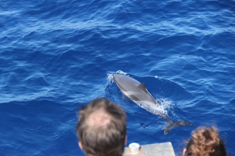 loano-pelagos-sanctuary-wildlife-cruise-with-guide