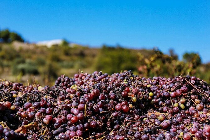 local-wineries-tour-with-wine-testing-from-paphos