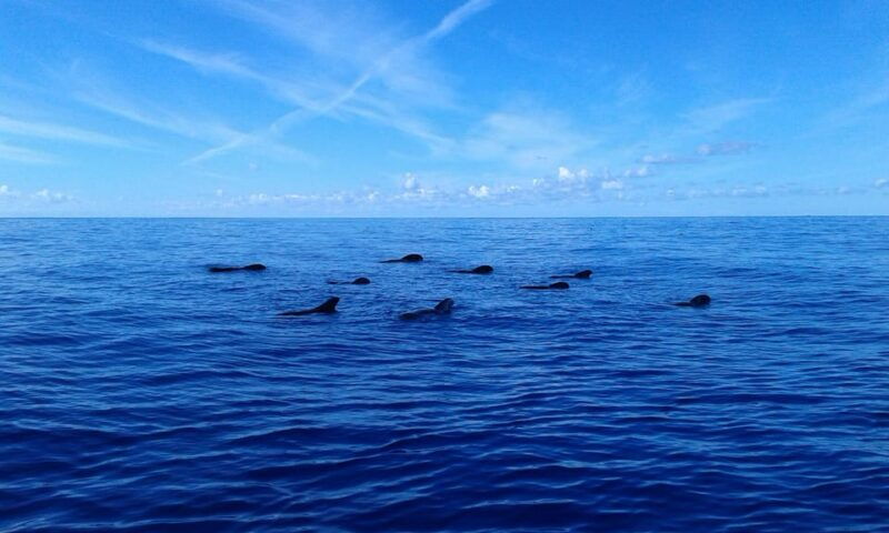 los-cristianos-whale-watching-tour-with-swimming-and-lunch-on-yacht-for-22-passengers