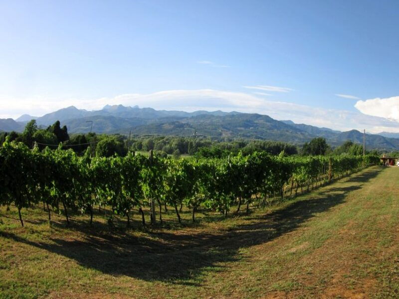 lucca-picnic-lunch-at-a-vineyard-by-bike