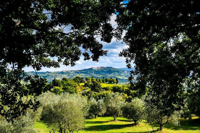 lunch-in-the-olive-grove