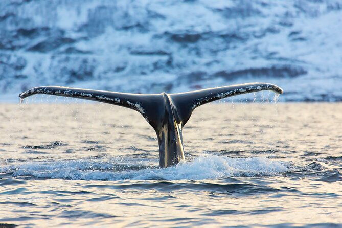 luxury-whale-watching-from-tromso-small-group-and-local-guide