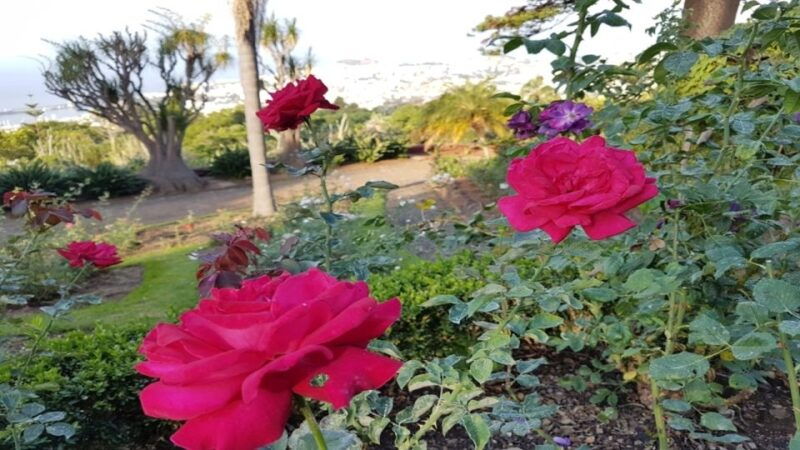 madeira-private-half-day-guided-gardens-tour