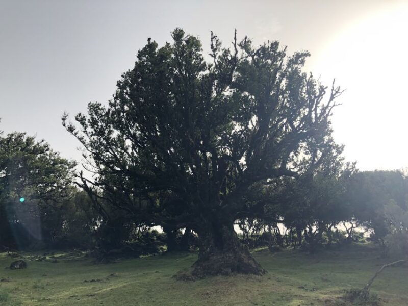 madeira-private-tour-of-fanal-forest