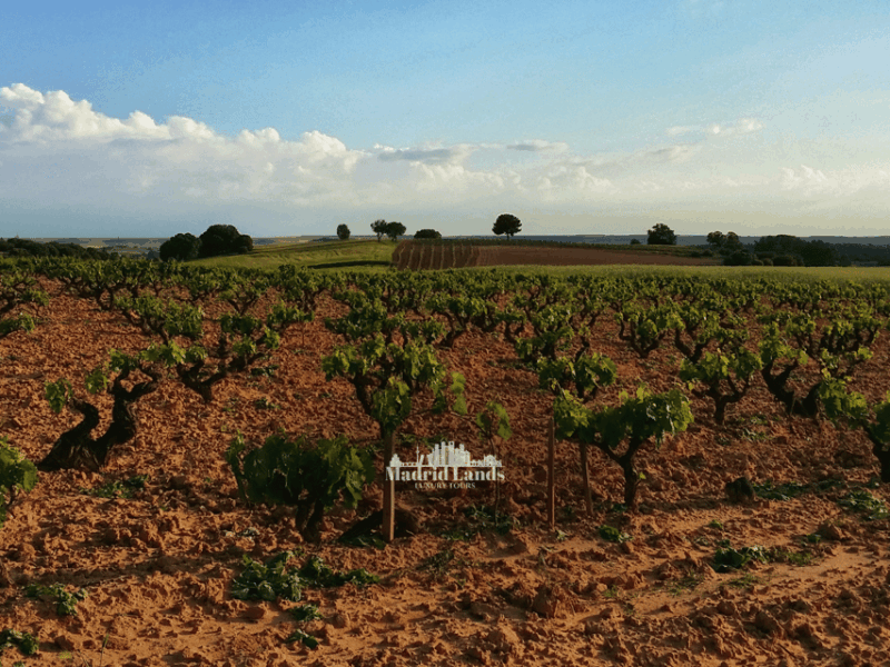 madrid-luxury-winery-emilio-moro-tour