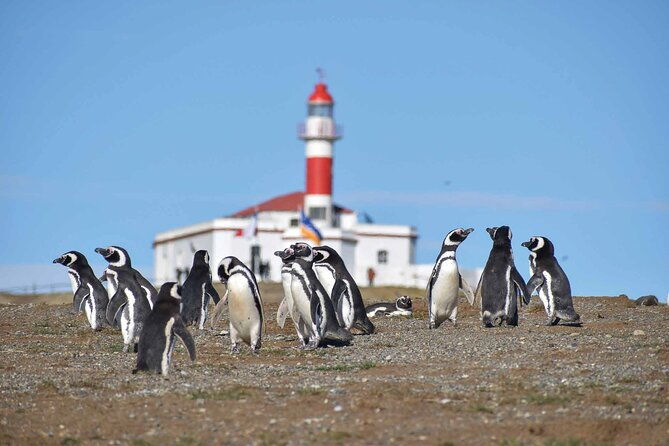magdalena-island-penguin-boat-tour-and-marta-island