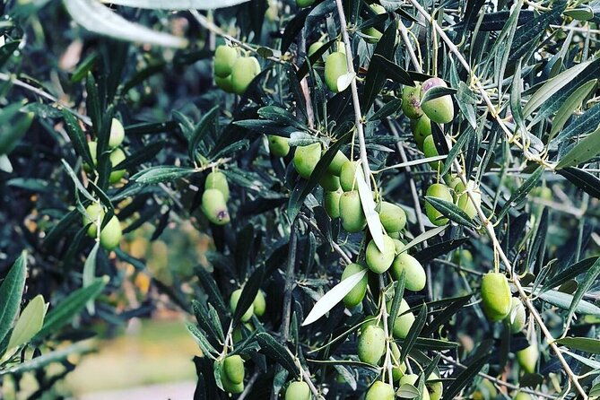 maipu-wine-and-olive-oil-tour