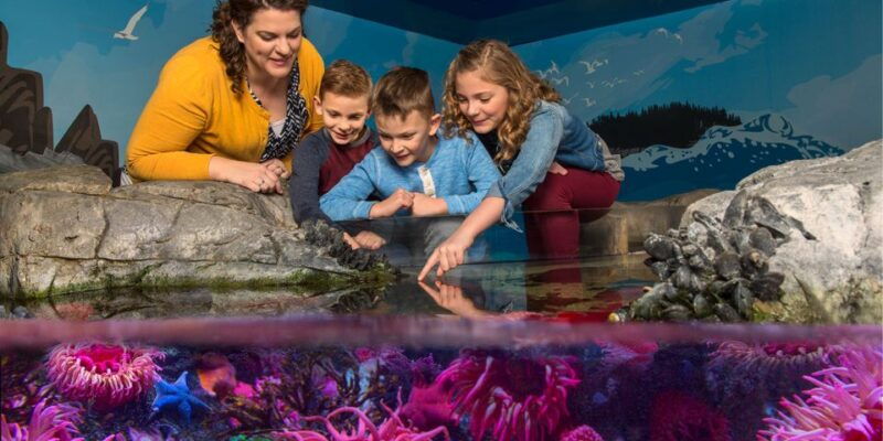 mall-of-america-sea-life-minnesota-aquarium-entry-ticket