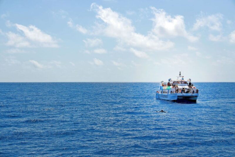mallorca-2-hour-dolphin-watching-cruise-glass-bottom-boat