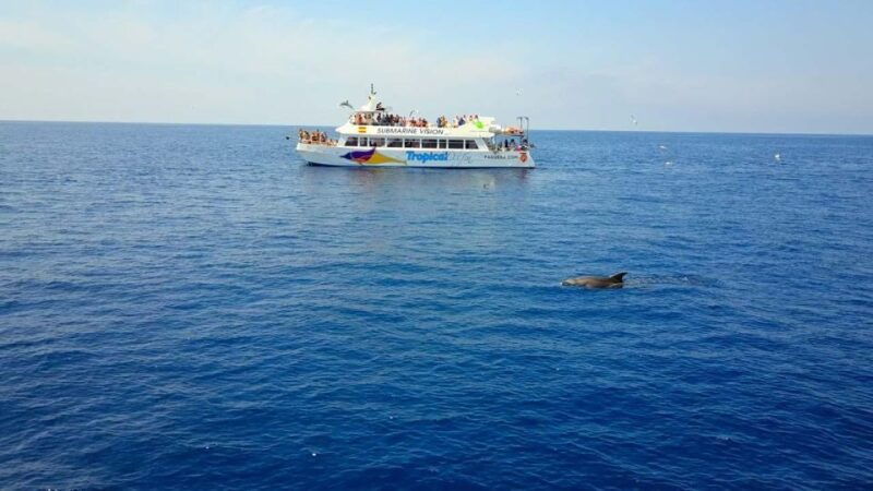 mallorca-3-hour-afternoon-dolphin-watching-boat-tour