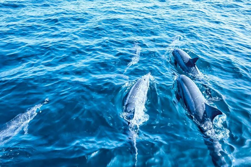 mallorca-dolphin-watching-cruise